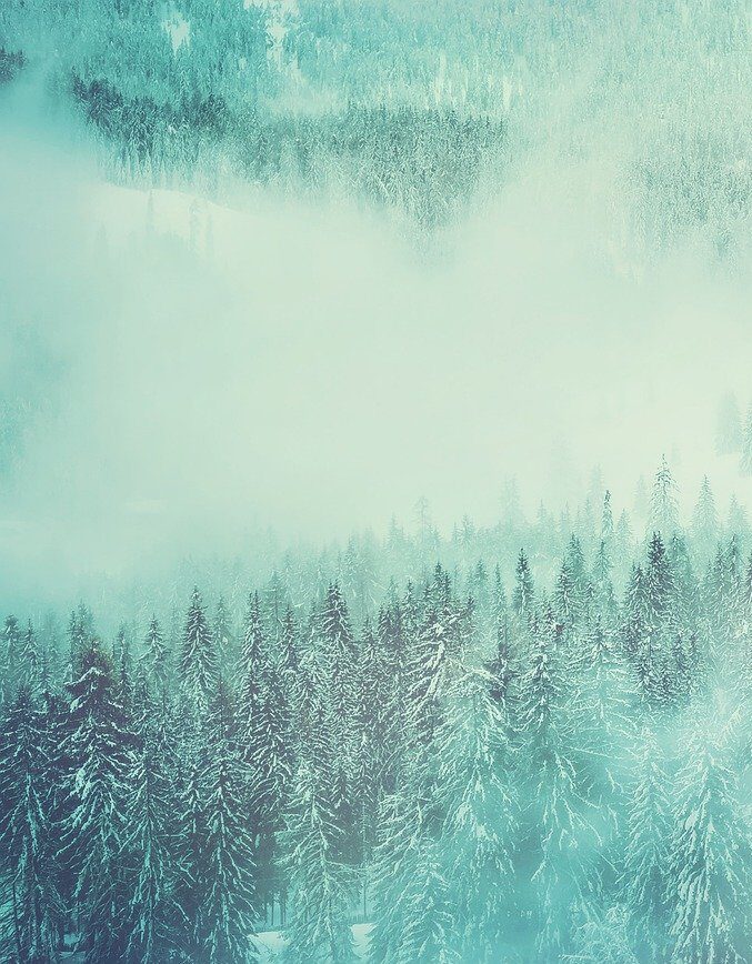 A misty, overcast view of snow-covered evergreen trees from above